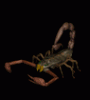 Benutzerbild von weiser skorpion
